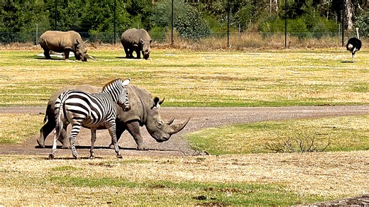 Watch what happens when a zebra meets a rhino
