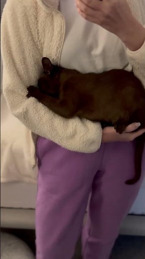 My Burmese kitten definitely feels a bit too comfortable in my arms 😂😂