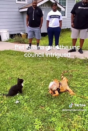 Caring for Your Growing Pet Iguana: Tips and Insights