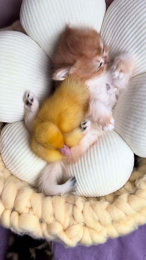 Adorable Kitten and Duckling Moments to Melt Your Heart