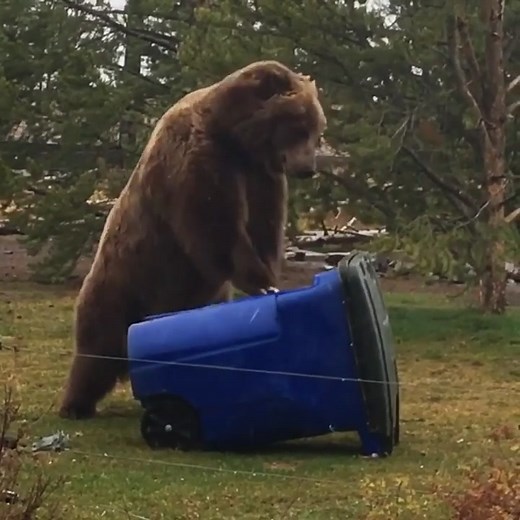 #handsonlycpr #stayinalive #beegees #theoffice #cpr #fyp #bears #bear #cprbear #bearsoftiktok#grizzlywolfcenter#montana #saturdaynightfever#theoffice