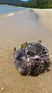 207K views · 1.4K reactions | Strolling down the beach I found a puffer fish washed up on the shore. Unfortunately, he was already dead so there wasn't much I could do to help. Most pufferfish have a toxic substance that makes them foul-tasting and potentially deadly to other fish. The toxin is deadly to humans. There is enough poison in one pufferfish to kill 30 adult humans, and there is no known antidote. | The Martial Man | Facebook