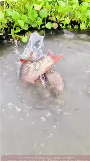 Metal Net Fishing Skill Sharing, This Method Is So Effective