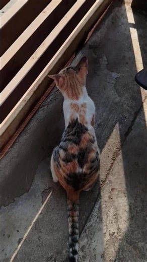 Cute cat siblings having time of their lives 🐈🐈‍⬛ ❤️ #shorts #cat