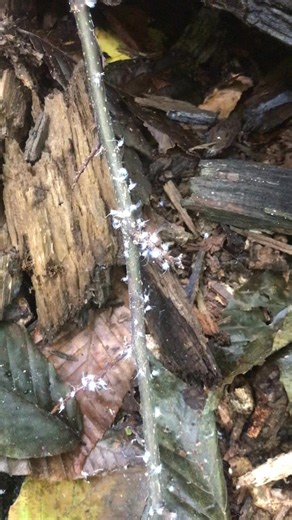 Seen recently while hiking the NCT — APHIDS! Beech Blight Aphids (Grylloprociphilus imbricator) are insects that feed primarily on the sap of American beech trees. The aphids form dense colonies on small branches and the undersides of leaves. The aphids themselves are a light bluish color with bodies covered with long, white, waxy filaments giving them a woolly appearance. They first become apparent in July and as populations continue to grow they become increasingly noticeable. Very high number