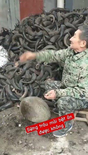Sừng trâu 🐃 có tác dụng gì #shortsfeed #tintuc