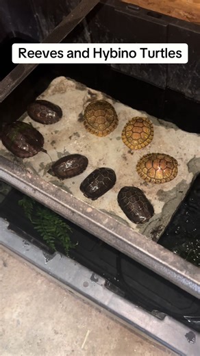 Reeves and Hybino Turtles #reevesturtles #hybinoturtle #turtles | turtles
