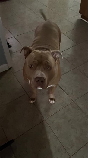 💙Life w/ Beau💙 (@daddysgurl_78)’s videos with original sound - 💙Life w/ Beau💙