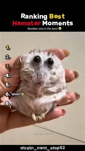 Ranking Best Hamster Moments🐹#usa