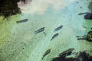 Weeki Wachee Fishes