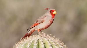 39K views · 5.9K reactions | Pyrrhuloxia or Desert cardinal singing (Cardinalis sinuatus) America, Mexico. | BIRDS & Nature | Facebook