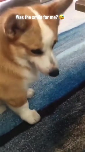 Damnnn girl 😅😅#pets #animals #dog