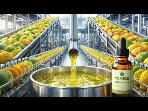 How Pomelo Essential Oil Is Made 🍊 Inside a Modern Extraction Factory