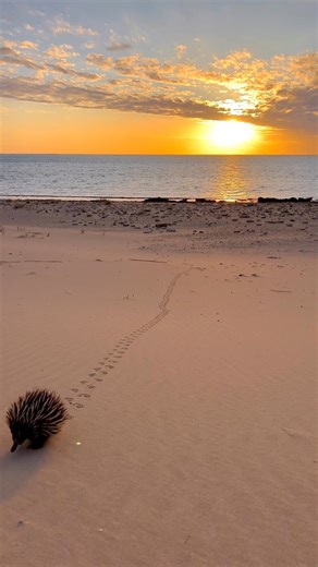 128K views · 3.7K reactions | It's true that all Aussies love the beach, and that includes our animals! ☀️ Alex Baxter stumbled across this short-beaked echidna (Tachyglossus aculeatus) enjoying the sunset in the dunes near Yardie Beach Campground at Exmouth, Cape Range National Park in Western Australia.  Alex Baxter IG @baxterbackpacks #ausgeo #beach #sunset #wildlife #australia #echidna | Australian Geographic | Facebook