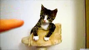 Faze comice cu pisici