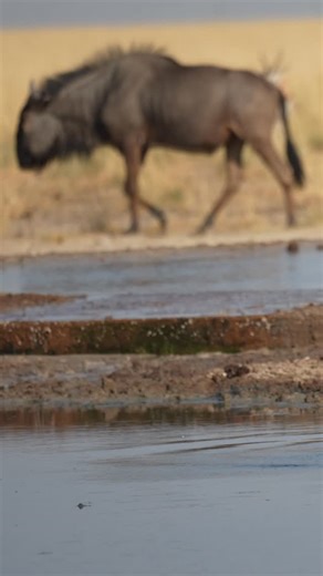 NWR Namibia on Instagram: "Striding through water, Wildebeests blend strength and grace. #namibia #etosha #bluewildebeest #safari #travel #wildlife #traveller #visitnamibia #africansafari #explore #wildlifephotography #madbookings"