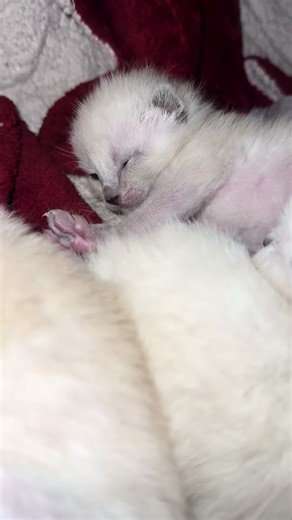 Adorable Siamese Kittens Growing Up