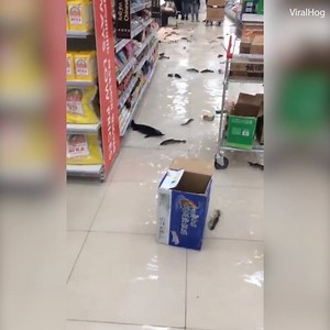 743K views · 113 reactions | These are not the customers you expect to find at the supermarket!   | Daily Mail Video | Facebook