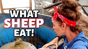 10K views · 569 reactions | WHAT DO 400 SHEEP EAT IN A DAY??? My...