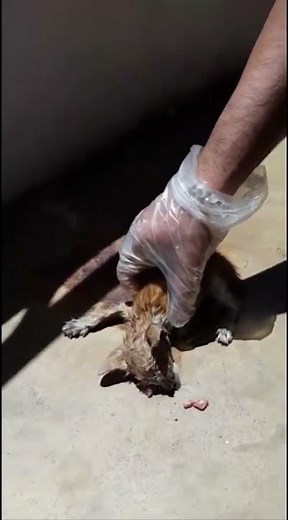 abused kitten rescued #animals #rescuecats #wildlife #love