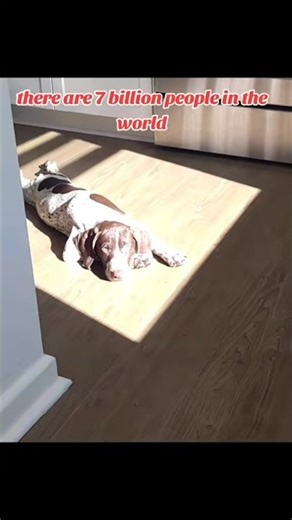 there are 7 billion German Shorthaired Pointer GSP... 😳🙃🐶 #shorts #ytshorts #viral #trending