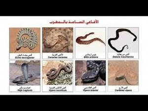 الأفاعي السامة و المسالمة بالمغرب