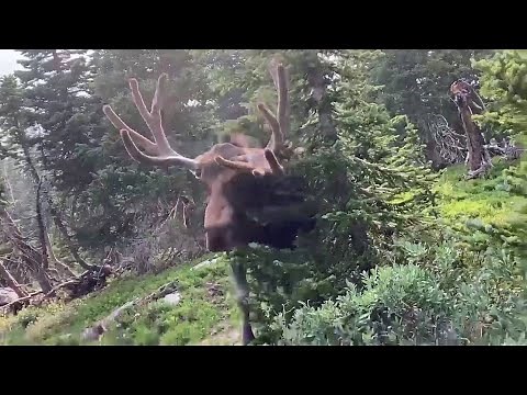 Being charged by a bull moose; what to do if you have a surprise encounter with a moose
