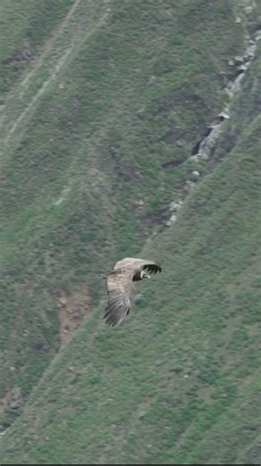 This Canyon Is Deeper Than You Think 😳 #colca