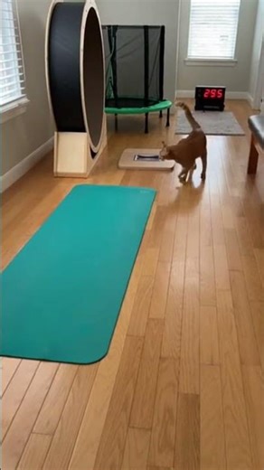 My Cat Walked Into His Gym Like He Knew Exactly What to Do 😼💪