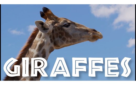 [NEW⧸IMPROVED] All About Giraffes for Kids： Giraffe Video for Children