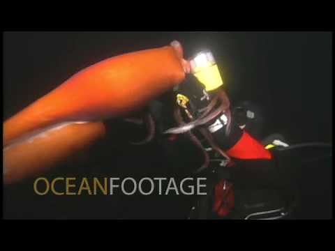 Humboldt Squid Attacks, Holds onto Diver