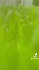 What DOES Grass Look like Up Close #tallfescue #kentuckybluegrass