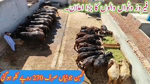 158K views · 9.8K reactions | New Offer!Low Cost Rats Gabbon Jotiyan|How to Start Heifer Farming business|Katti Farming Business talks official | Business talks official | Facebook