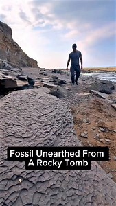 95K views · 756 reactions | We came across a shale landslide! ️ Amongst it, we found these GOLDEN fossils in loose slabs!  These 180 Million Year Old Jurassic specimens were so exciting to find, we are so pleased with them!  This particular fossil is an Ammonite Fossil  This would have looked so cool whilst it was alive! Thanks for supporting our page!  #fossil #beach #fossilhunting #treasure #fyp #fblifestyle | Yorkshire Fossils | Facebook