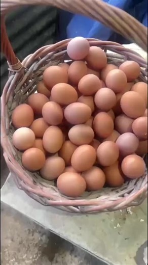 🐔 Fresh & Halal! Get your Kenchic Broilers at Wholesale Prices — quality you can trust, savings you’ll love! 💰 😍😍.MOQ is 30kg at a price of ksh280/- per kg.Free delivery is offered within 24 hours just Call/WhatsApp number on the bio #kenyantiktok🇰🇪 #nairobitiktokers #fyp #roysambu #thikatiktokers