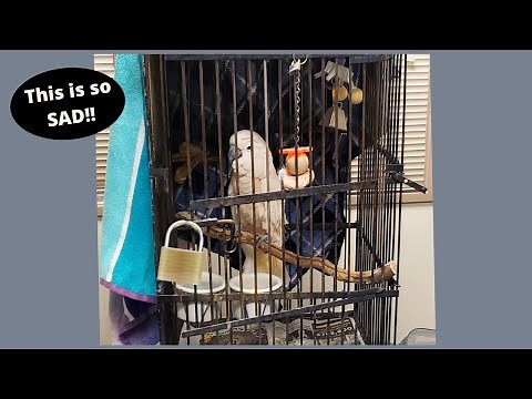 Cockatoo Padlocked and Not Handled for 30 Years | RESCUED!!