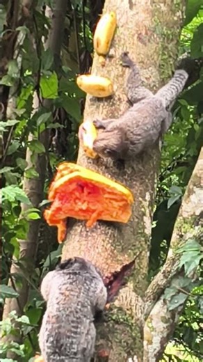 Papaya or banana? banana 🌎🐒🛠️