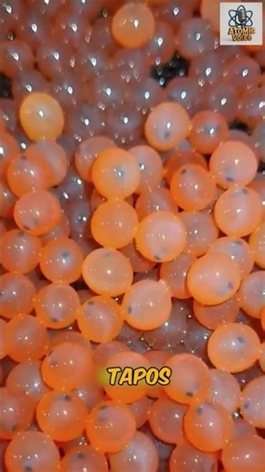 Salmon Hatching - Very Intelligent! #viral #shorts