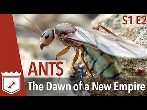 Ants: The Dawn of a New Empire - Hidden Empires S1E02