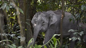 In a sea of palm oil plantations, a special team is providing safe passage for elephants. | Oregon Zoo