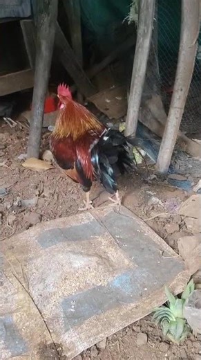 Angry Roosters Scaring Smaller Chickens 🐓⚡