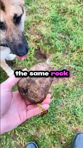 Why This Dog Tried To "Drown" A Rock???
