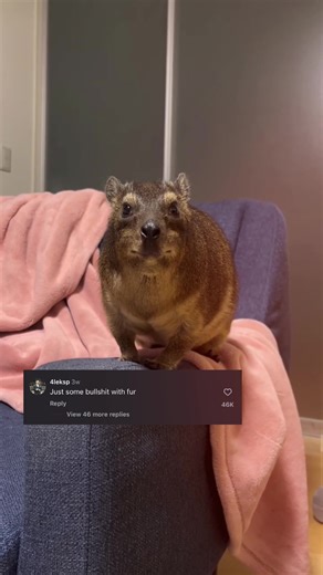 Understanding Hyrax Behavior