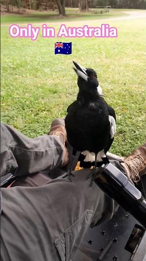 Magpie Singing #birdsounds #birdsinging #birdcall