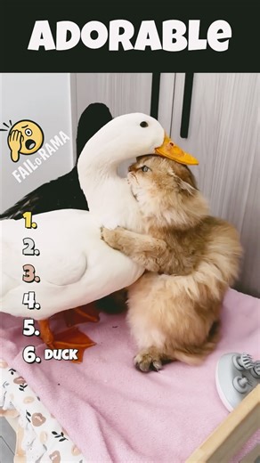 Ranking adorable cat hugs. You will melt when you see this