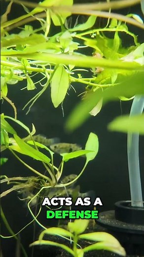 Flagfish: Amazing Colors, Defense, & Paternal Instincts!