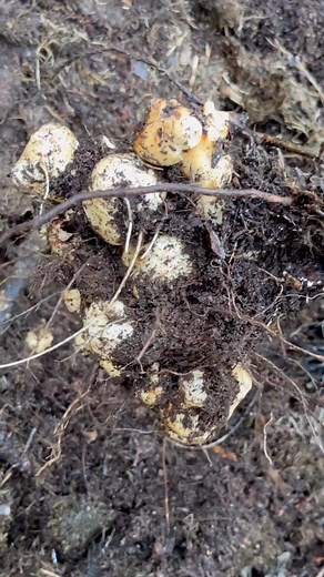 Jerusalem artichoke (Helianthus tuberosus) is a perennial sunflower in USDA zones 3-8 and native to central North America. It is grown for its edible and delicious tuberous stems or rhizomes. They have a delicate sweet and nutty flavor, and tastes similar to artichoke hearts when baked or roasted. Sunchoke is a good source of inulin, which is a prebiotic that is digested by our gut flora, but may cause intestinal discomfort or flatulence. Just don’t eat too many or it will send you to the bathro