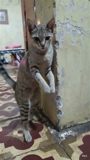 Dance Billi dance 🩰#dance #music #shorts