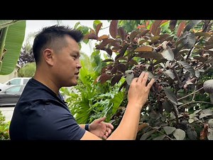 Guava - One of the Easiest Fruit Trees to Grow