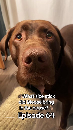 Mom Wins with Baby Stick | Episode 64